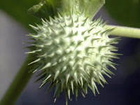 Datura metel